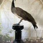 miss-hope-peahen