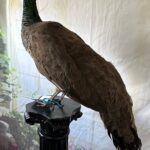 miss-hope-peahen