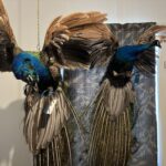 fighting peacock displayed showing front of two peacocks