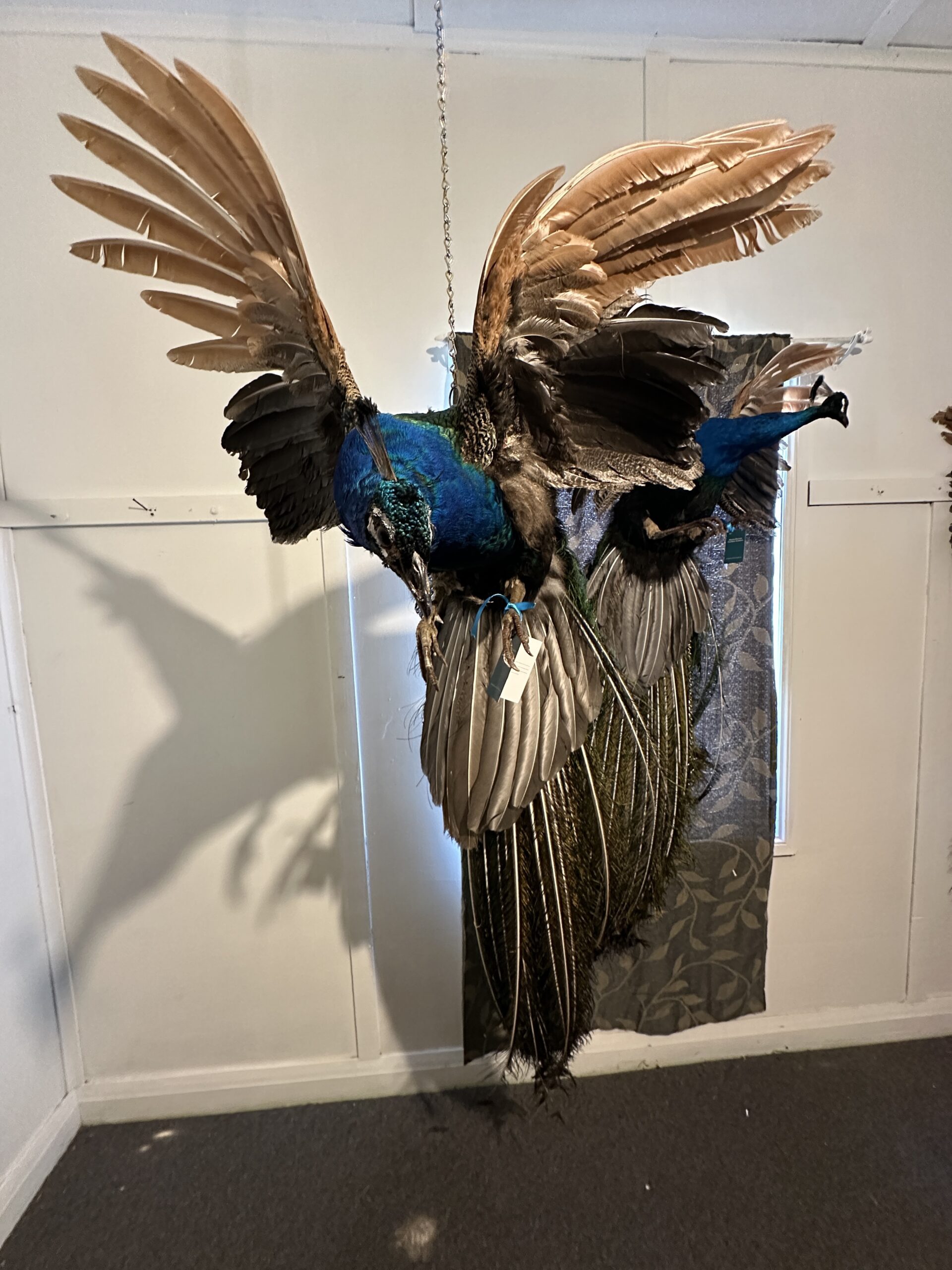 fighting peacock displayed showing front of peacock