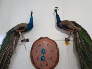 wall mounted peacocks on display facing each other
