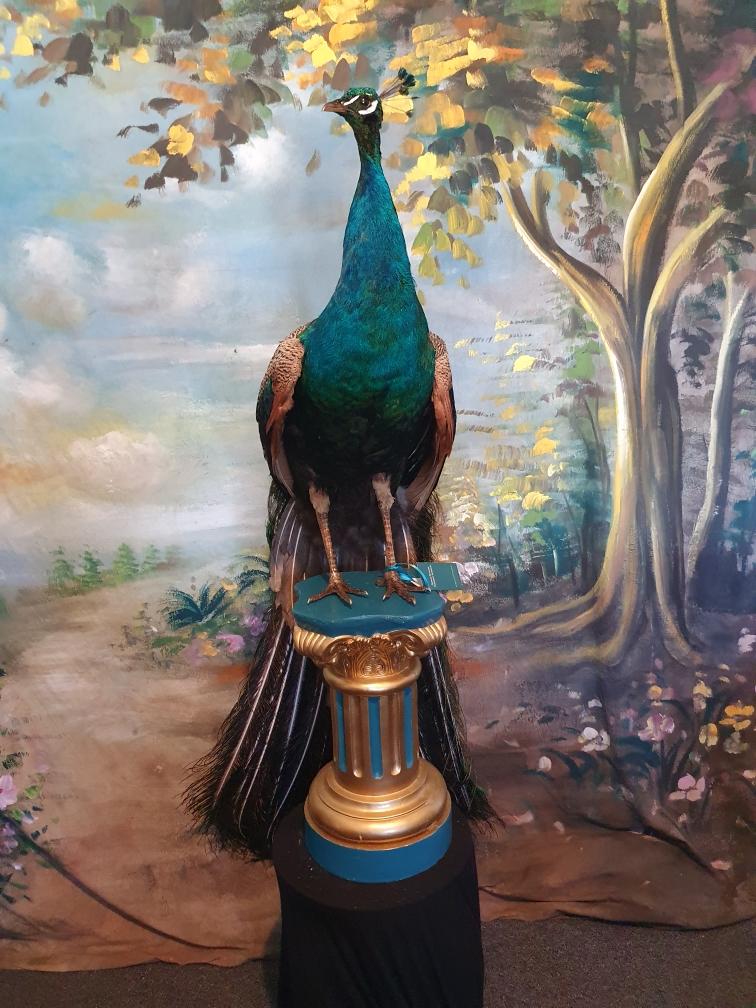 taxidermy peacock front of peacock
