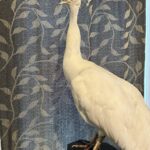 stunning white peacock