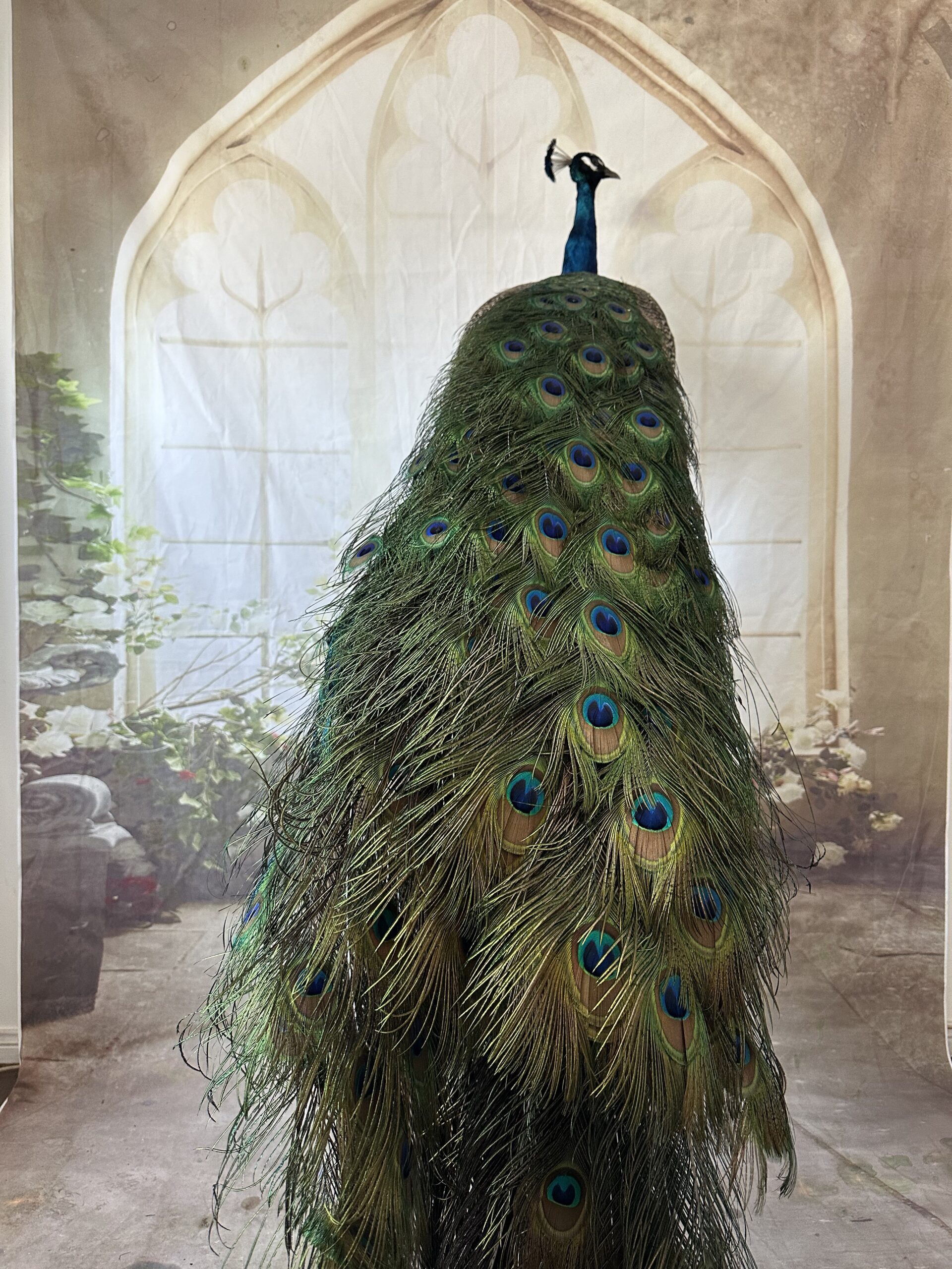 back of peacock displaying feather train