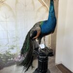 Indian peacock font photo